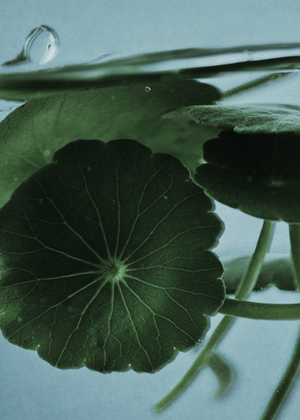 Centella Asiatica