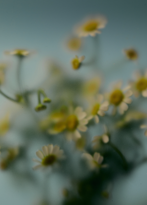 Chamomile